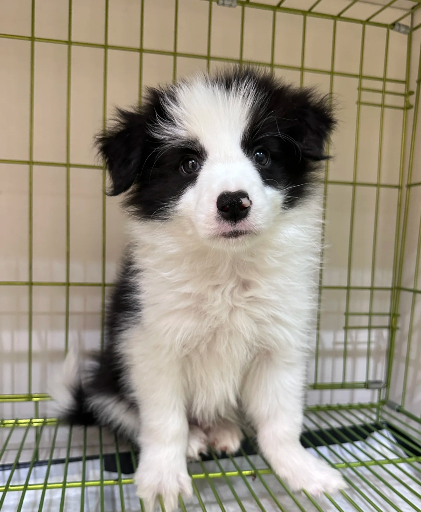 边境牧羊犬